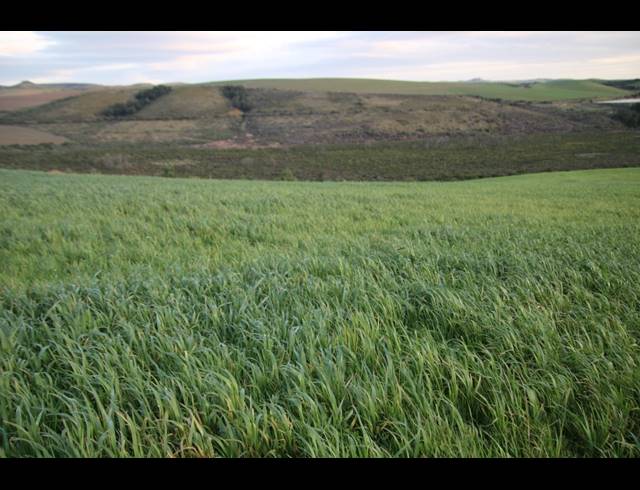 814HA FARM FOR SALE IN RIVERSDALE RURAL